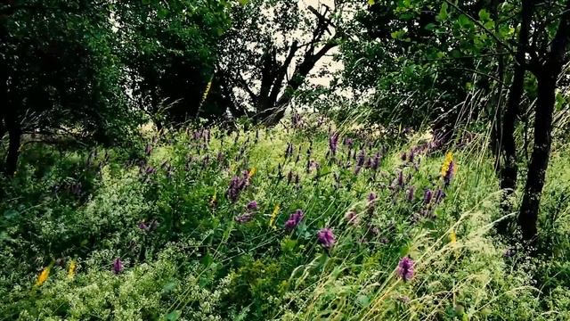 Сильнейший Гипноз Матрица ☀️ Регенерация и Восстановление Всех Органов смотреть онлайн
