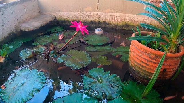 For the Lazy Gardener-Growing Pandan without soil together with fish- Beginner's Parrotfish Keeping смотреть онлайн