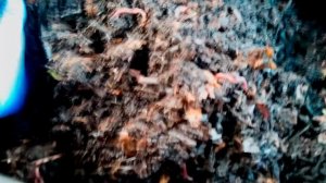 ПАН42 Разведение червей дома. Лёгкий способ разведение червей Дендробены.