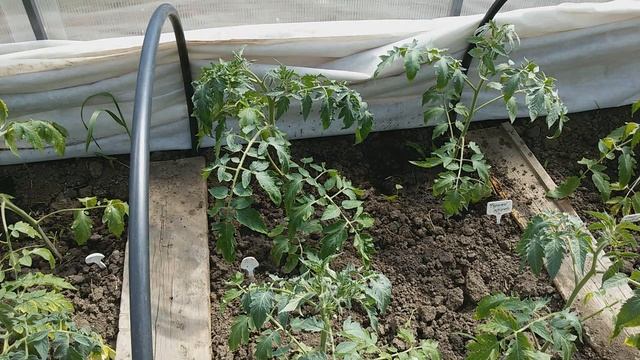 Подкормка и ПРОФИЛАКТИКА рассады после ВЫСАДКИ в ГРУНТ. смотреть онлайн