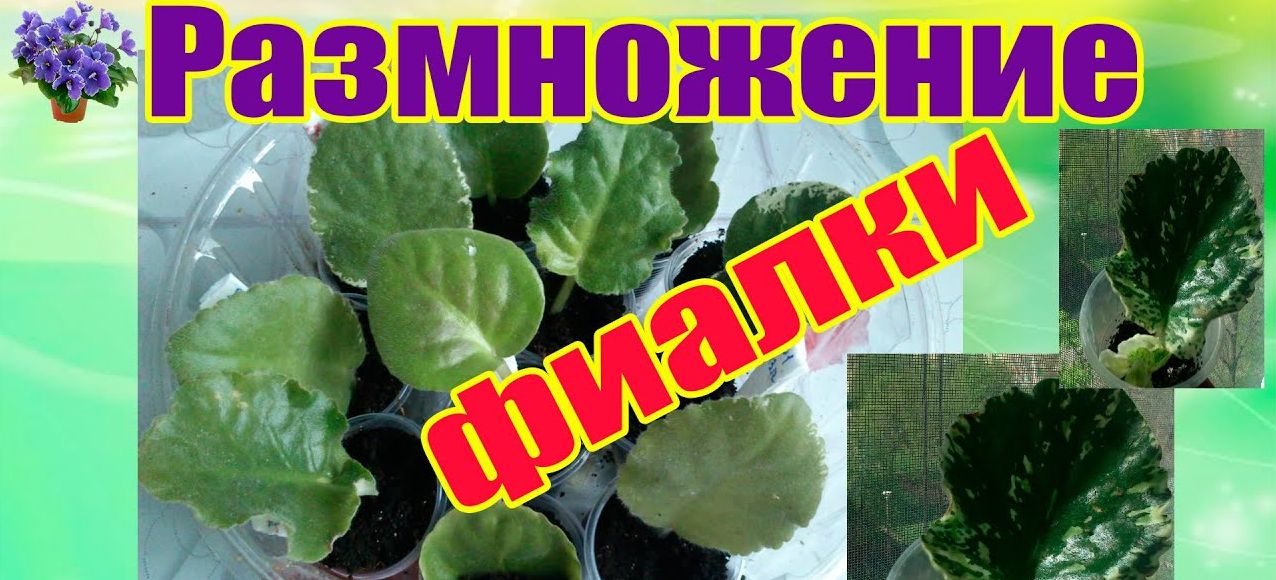 Как размножить фиалку.