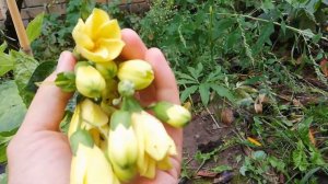 Киренгешома дланевидная.Kirengeshoma palmata