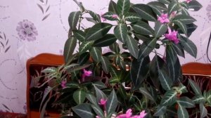 Руэллия Девоса (Ruellia devosiana) , а вы знаете такое комнатное растение?