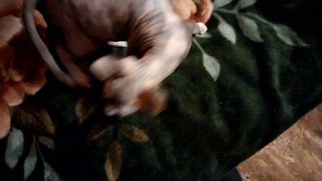 Как понять что ваша кошка скоро родит смотреть онлайн