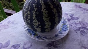 Дегустация арбуза