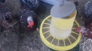 Куры ливенские ситцевые 3-4 года ! Зимуют в теплице! Отлично несутся!11.01.23