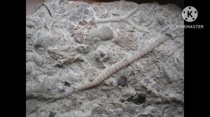 Мир окаменелостей.Как формируются окаменелости?Что это такое?-ответ здесь!