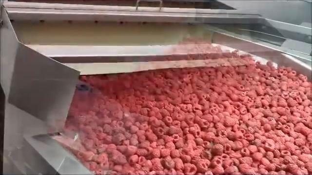 Малина в туннеле флюидизационной заморозки от Unidex (Польша). Промышленный шоковый IQF тоннель.