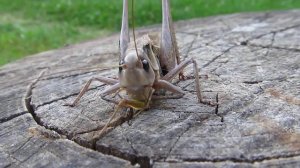 Кузнечик ест кузнечика