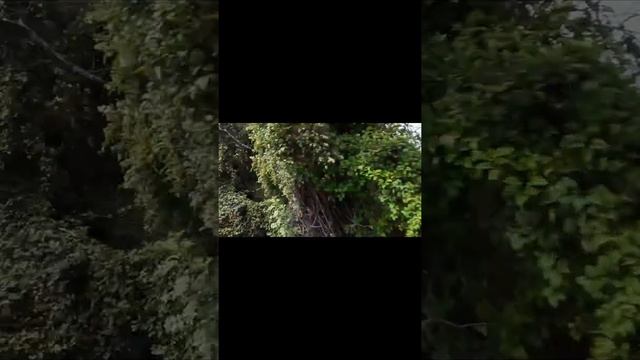 Поездка к болотным кипарисам. смотреть онлайн