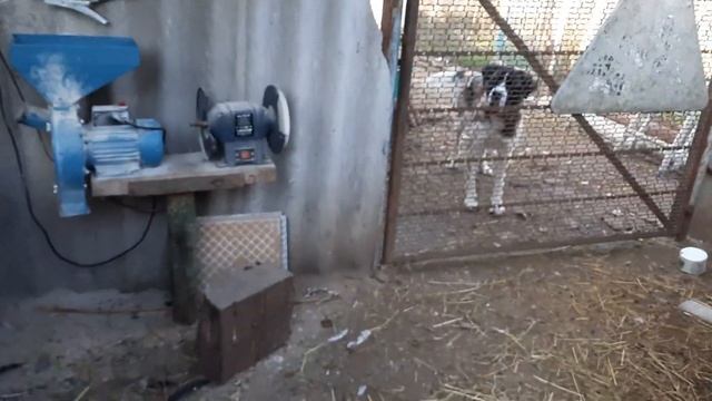 #140 Жирный петух. Забой петуха Брама. #петухбрама #брама #забой смотреть онлайн