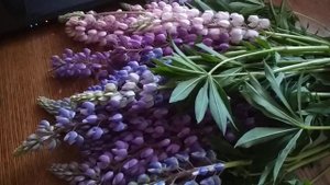 Цветок волка и Напиток оборотней. Люпин .