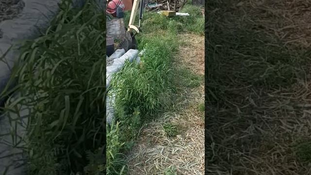 Саженцы павловнии, готовые к высадке в открытый грунт. Номер телефона на аватарке ,песне о павловни смотреть онлайн