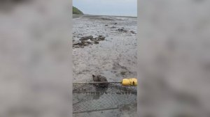 СПАСЛИ МЕДВЕЖОНКА