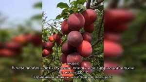 Раннеспелая алыча Июльская роза: сортовые особенности