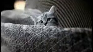 котёнок, как ребёнок))))