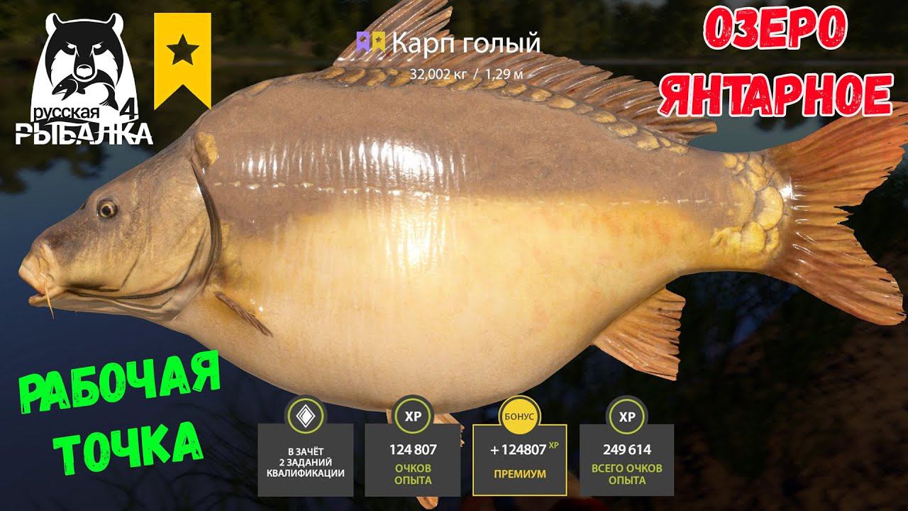 ФАРМ НА ТРОФЕЙНЫХ КАРПАХ НА ЯНТАРНОМ ОЗЕРЕ В РУССКОЙ РЫБАЛКЕ 4 РР4 смотреть онлайн