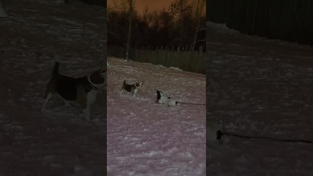 О чем говорят собаки???????⬛ смотреть онлайн