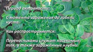 Болезни картофеля. Описание признаков болезней. Лечение. Развитие распространение период активности