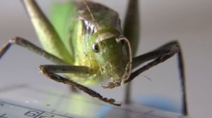 Cricket grooming itself (Sony DSC HX300)