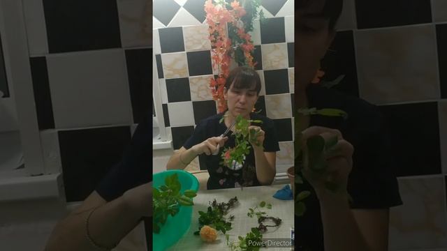 Горшечная роза