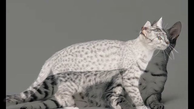 Египетская мау смотреть онлайн