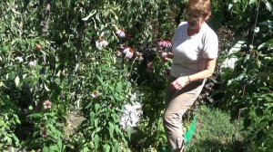Сбор сырья ЭХИНАЦЕИ пурпурной