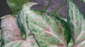 Syngonium Confetti