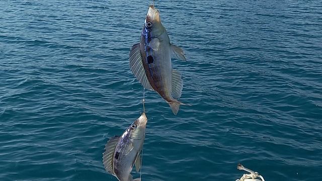 лето 2021 чёрное море рыбалка бубырь катран смотреть онлайн