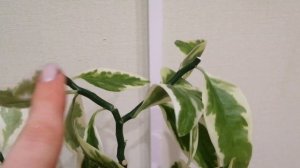 Размножение педилантуса черенками. Как получить много педилантусов и сформировать взрослое растение