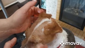 КОРРЕКЦИЯ УШЕЙ ФОКСТЕРЬЕРА. ПОСАДКА НА КЛЕЙ