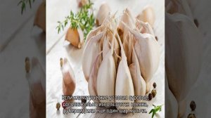 Лучшие сорта чеснока — описание