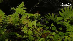 Son Doong Cave - Oxalis Adventure