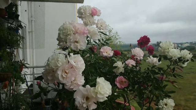 How to get more blooms on roses easily in wintersTips to get ur roses bloom profusely in winters