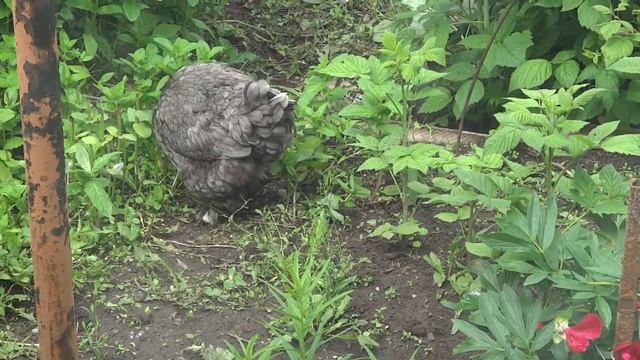 КРАСИВАЯ ПОРОДА КУР- БРАМА смотреть онлайн