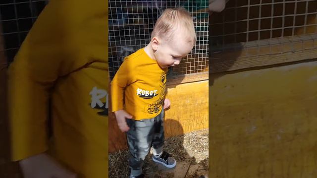 Роберт впервые в контактном зоопарке - 2 годика (22.03.2023) смотреть онлайн