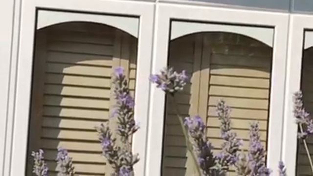 Butterfly lavender slo-mo London смотреть онлайн