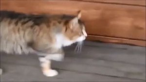 ПАПИЧ\ ТУТУТУТУ\ Lipps Inc – Funkytown