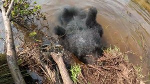 Медвежьи синхронные прыжки в воду.