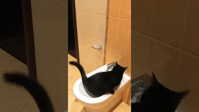 Как найти кота?Приколы животные смешное видео кошки .Коты . Котики приколы. Кошки. Кошка любит воду