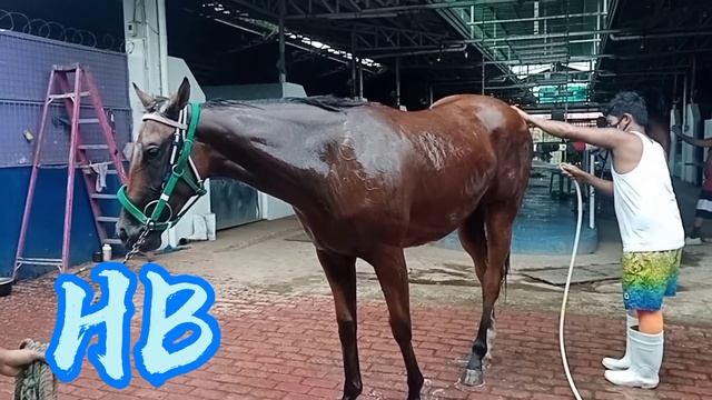 BAGONG KABAYO NI BOSS EDONG DIOKNO/CRUCIS - CATS BRULAY / METRO TURF MALVAR BATANGAS. смотреть онлайн