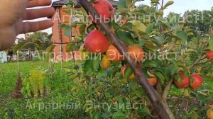 Яблоня сорт "Орлинка"