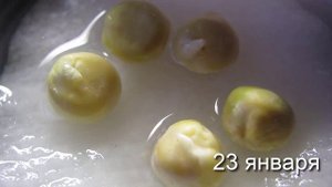 Проращивание гороха. Домашнее задание :)