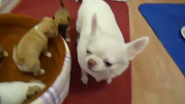 ЧИХУА 3 ДЕВОЧКИ + 2 МАЛЬЧИКА - МАРИ МИСТИК смотреть онлайн