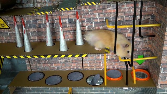 🐹 Hamster escapes the amazing maze! 🐹 Real life traps