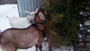 Козы. Тыква и кормовая свекла.