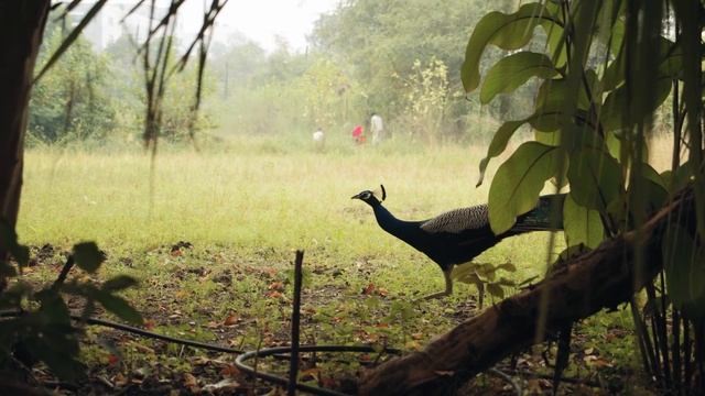 Павлин – самая красивая птица в мире | Канал Animal World | Мир Животных | Павлин энциклопедия