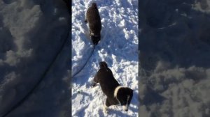 Щенки Карельской Медвежьей лайки