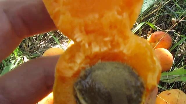 Абрикос Краснощекий смотреть онлайн