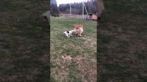 Собачьи бои тибетского мастифа и лайки